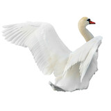 Fototapeta Dziecięca - White swan in PNG isolated on transparent background