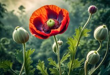 A Vibrant Opium Poppy Swaying Gently In The Breeze, Its Seed Pod Bursting With Potential, Captured In Exquisite Detail Against A Backdrop Of Lush Greenery.
