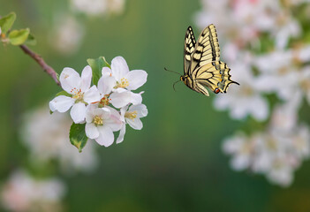 Wall Mural - cute little swallowtail butterfly flies among the white flowers of the apple tree in the spring sunny garden