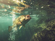 Trout in clear waters, mouth open
