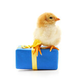 Fototapeta Zwierzęta - A chicken sitting on a gift.
