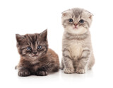 Fototapeta Zwierzęta - Two small kittens.