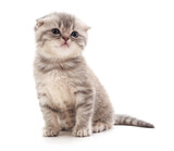 Fototapeta Zwierzęta - Small gray kitten.