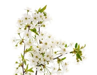 Canvas Print - Branch of blooming cherry.