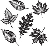 Fototapeta Tęcza - Variety of Leaves Illustration