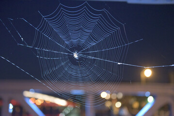 Intricate Spiderweb against a Nighttime City Lights Backdrop