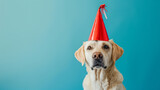 Fototapeta  - Cute dog celebrating with red pary hat