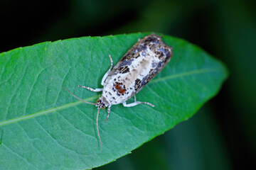 Wall Mural - White-backed Marble (Hedya salicella). Beautiful moth of the family Tortricidae, leafroller moths.