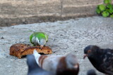Fototapeta Paryż - Small green parrots eats a piece of bread between pigeons