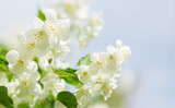 Fototapeta Mapy - Close up of jasmine flowers on a bush in a garden