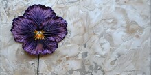 Purple Viola Pansy Flower On White Wall Background. 