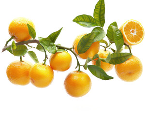 Wall Mural - A branch full of fresh ripe  oranges isolated on transparent background