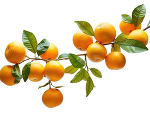 Wall Mural - A branch full of fresh ripe  oranges isolated on transparent background