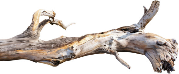 Driftwood sculpture, cut out transparent