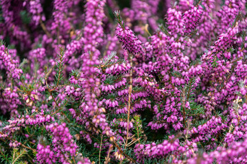 Sticker - Blooming pink heather in spring garden. Erica carnea