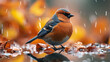 The common chaffinch or simply the chaffinch (Fringilla coelebs) is a common and widespread small passerine bird in the finch family