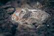 © Vlasto Opatovsky - European Hare (Lepus europaeus) nestled in the ground