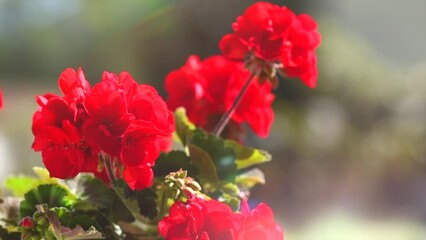 Wall Mural - Geranium red flower. Beautiful geranium flowers blooming on a terrace, outside. Nature. Slow motion. Pelargonium. Geranium Peltatum. Garden, gardening outdoors. Slow motion. 