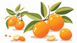 A seething kumquat with its orange peel tightly fur