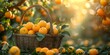 A wicker basket with ripe oranges amidst the lush greenery of the garden. Fresh oranges in a basket in a sweet and inviting aroma. Oranges in lovely setting.