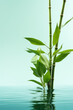 bamboo leaves on a light blue water background