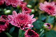 Chrysanthemen - Close up