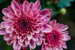Chrysantheme - Close up
