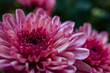 Chrysanthemenblüte - Close up