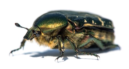 Wall Mural - Green Rose Chafer, in latin Cetonia Aurata