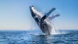Humpback Whale Jumping in Clear Blue Ocean.