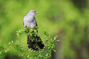 Wall Mural - A male cuckoo on a branch on a beautiful green background