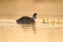 A Young Coot On The Lake At Sunrise