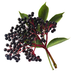 Wall Mural - Fresh ripe elderberry with green leaves falling in the air isolated on white background. Food levitating or zero gravity conception.