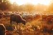  Golden Hour Glow on a Tranquil Flock of Sheep Grazing in a Pastoral Field at Sunset