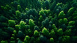 Background of trees, texture of pine trees, group of trees in a horizontal plane.