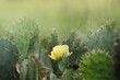 Yellow flower bloom on prickly pear cactus with blurred background in spring season Texas landscape.