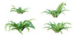 Asplenium Nidus tropical plant isolated on white background. 3D render. 3D illustration.
