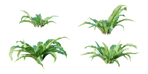 Wall Mural - Asplenium Nidus tropical plant isolated on white background. 3D render. 3D illustration.
