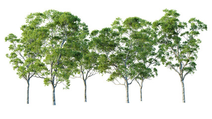 Poster - group of eucalyptus trees isolated on white background. 3d render. 3d illustration.
