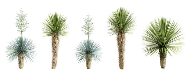 Poster - Set of yucca rostrata plant isolated on white background. 3D render. 3D illustration.
