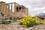 Fototapeta Paryż - Spring yellow flowers on Acropoli hill, behind them ancient building called Erechtheion in soft focus, without poeople