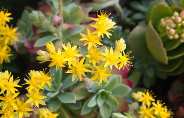 Sedum palmeri in bloom, succulent plant with yellow flowers