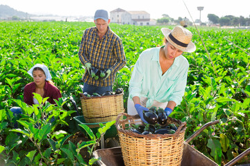 Wall Mural - Three workers harvesting eggplants in plantation. They're picking them from shrubs and putting into wicker baskets.