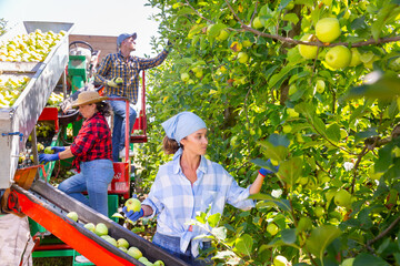 Wall Mural - Plantation workers harvesting golden delicious apples and using crop collecting vehicle.