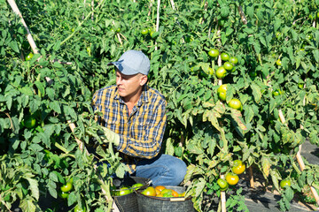 Wall Mural - European man harvesting green tomatoes in garden. He's filling buckets with them.