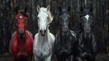 Fototapeta  - Four horses, white, red, black, and pale.