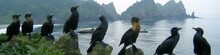 A Panoramic View Of Cormorants Perched On A Misty Coastal Rock Formation With Distant Mountains.