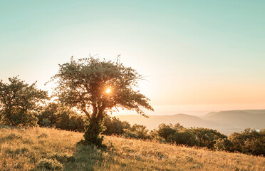 Canvas Print - Sunny meadow