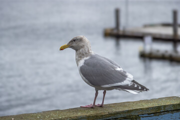 Poster - seagull on the pier