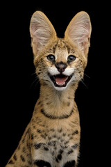 Wall Mural - Funny portrait of smiling serval cat isolated on Black Background in studio